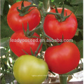 FT251 Wusuo big size determinate tomato seeds